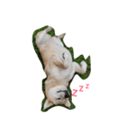 For dog lovers 2 English＆Japanese（個別スタンプ：20）