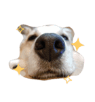 For dog lovers 2 English＆Japanese（個別スタンプ：21）
