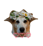 For dog lovers 2 English＆Japanese（個別スタンプ：22）