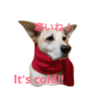 For dog lovers 2 English＆Japanese（個別スタンプ：23）