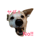 For dog lovers 2 English＆Japanese（個別スタンプ：24）