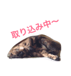 錆び猫スタンプ（個別スタンプ：6）