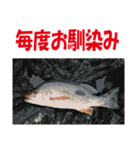 沖の島の釣り（個別スタンプ：27）