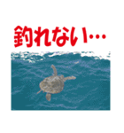 沖の島の釣り（個別スタンプ：31）