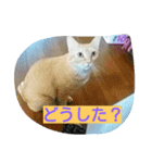 Naganeko stump club 2（個別スタンプ：3）