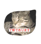 Naganeko stump club 2（個別スタンプ：6）