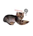 kanompangcapucino（個別スタンプ：3）