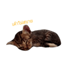 kanompangcapucino（個別スタンプ：7）