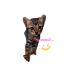 kanompangcapucino（個別スタンプ：11）