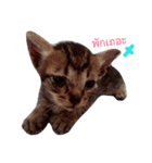 kanompangcapucino（個別スタンプ：13）