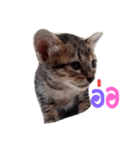 kanompangcapucino（個別スタンプ：15）