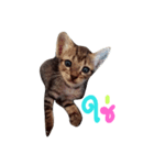 kanompangcapucino（個別スタンプ：16）