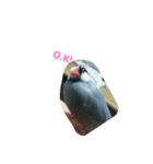 桜文鳥です（個別スタンプ：1）