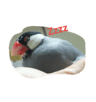 桜文鳥です（個別スタンプ：2）