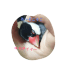 桜文鳥です（個別スタンプ：3）