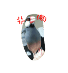 桜文鳥です（個別スタンプ：4）