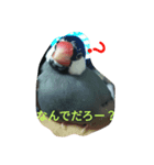 桜文鳥です（個別スタンプ：6）