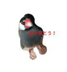 桜文鳥です（個別スタンプ：7）
