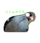 桜文鳥です（個別スタンプ：8）