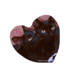 うちの猫達 by Y.E（個別スタンプ：1）