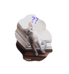 うちの猫達 by Y.E（個別スタンプ：2）