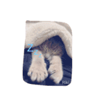うちの猫達 by Y.E（個別スタンプ：3）