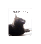 うちの猫達 by Y.E（個別スタンプ：4）