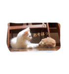 うちの猫達 by Y.E（個別スタンプ：5）