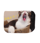 うちの猫達 by Y.E（個別スタンプ：6）