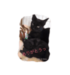 うちの猫達 by Y.E（個別スタンプ：7）