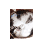 うちの猫達 by Y.E（個別スタンプ：8）