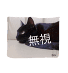 うちの猫達 by Y.E（個別スタンプ：10）
