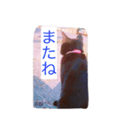 うちの猫達 by Y.E（個別スタンプ：12）