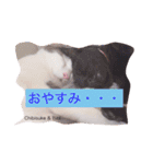 うちの猫達 by Y.E（個別スタンプ：13）