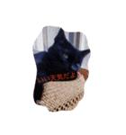 うちの猫達 by Y.E（個別スタンプ：14）