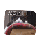 うちの猫達 by Y.E（個別スタンプ：16）