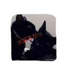 うちの猫達 by Y.E（個別スタンプ：19）
