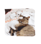 うちの猫達 by Y.E（個別スタンプ：23）
