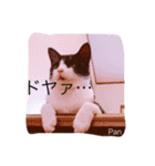 うちの猫達 by Y.E（個別スタンプ：24）