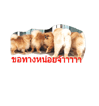 Khaow's family（個別スタンプ：10）