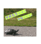 亀 レオン（個別スタンプ：5）
