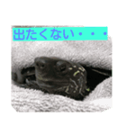 亀 レオン（個別スタンプ：6）