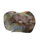 シェリーDAKS（個別スタンプ：4）