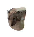 シェリーDAKS（個別スタンプ：7）