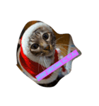 hoolly holiday cat（個別スタンプ：1）