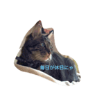 hoolly holiday cat（個別スタンプ：6）