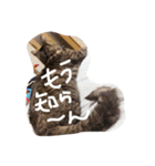 hoolly holiday cat（個別スタンプ：7）