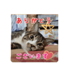 猫のナナゴン(了解・有難う・お休み1)（個別スタンプ：1）