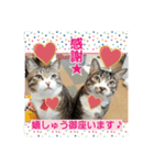 猫のナナゴン(了解・有難う・お休み1)（個別スタンプ：6）