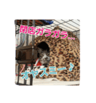 猫のナナゴン(了解・有難う・お休み1)（個別スタンプ：8）